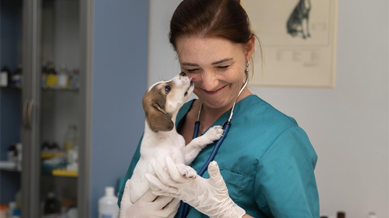 Exams for Veterinarian
